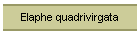 Elaphe quadrivirgata