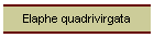 Elaphe quadrivirgata