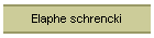 Elaphe schrencki