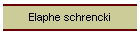 Elaphe schrencki