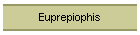 Euprepiophis