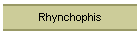 Rhynchophis