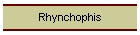 Rhynchophis