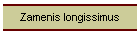 Zamenis longissimus