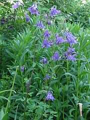 Akelei (Aquilegia)