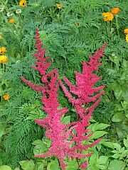 Prachtspiere (Astilbe)