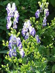 Eisenhut(Aconitum)