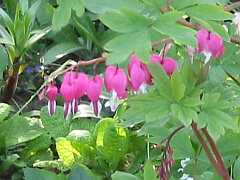 Tränendes Herz (Dicentra)