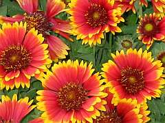 Korkadenblume (Gaillardia)