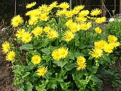 Genswurz (Doronicum)