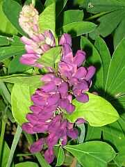 Lupinie (Lupinus)