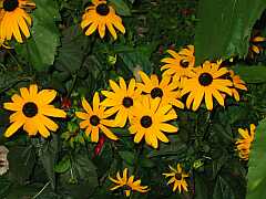 Sonnenhut (Helenium)