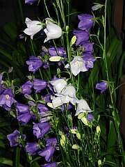 Glockenblume (Campanula)