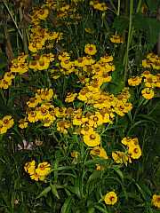 Sonnenbraut (Helenium)