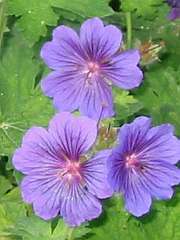 Storchschnabel (Geranium)