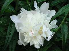 Pfingstrose (Paeonia)
