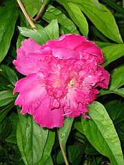 Pfingstrose (Paeonia)