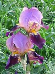 Schwertlilie (Iris)