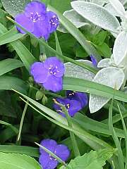 Dreimasterblume (Tradescantia)