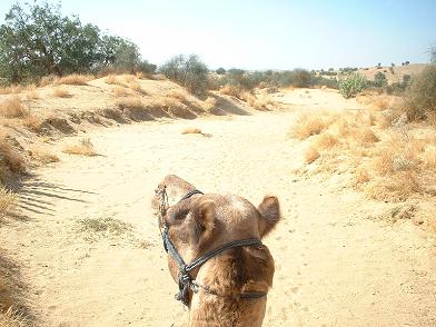 Looking over the shoulder of a camel!