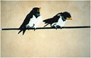 2 Schwalben
