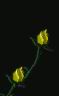 natur005.gif