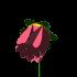 natur016.gif