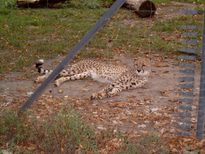 Leopard