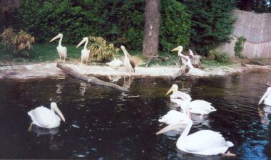 Flamingos