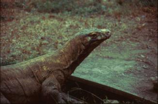 Komodo Waran