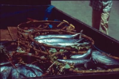 Leckere Fische