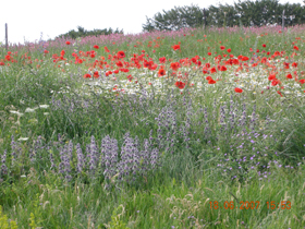 Castelluccio