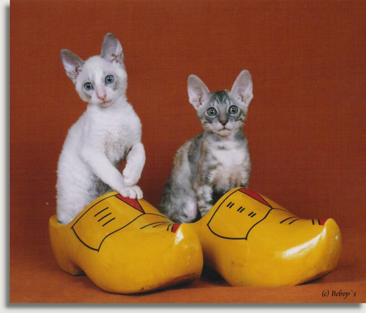 Cornish Rex