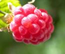Himbeere