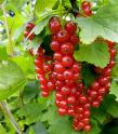 Johannisbeeren