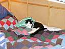 Felix im Bett
