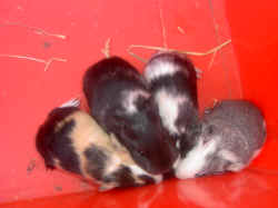 babys4.5.03 026.jpg (158592 Byte)