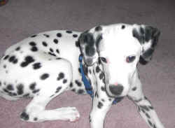 dalmi12.6.03 010.jpg (78948 Byte)