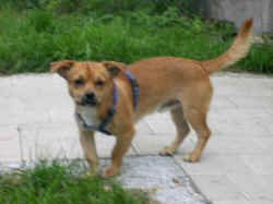 hund28.8 004.jpg (212982 Byte)