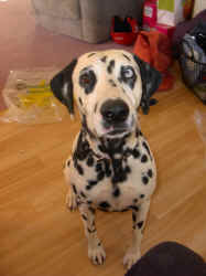 hunde01.03 020.jpg (236742 Byte)