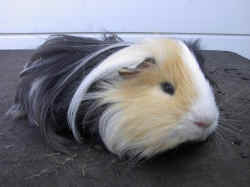 kindertiere21.3.03 043.jpg (64137 Byte)