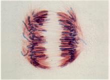 mitose.jpg (5687 bytes)