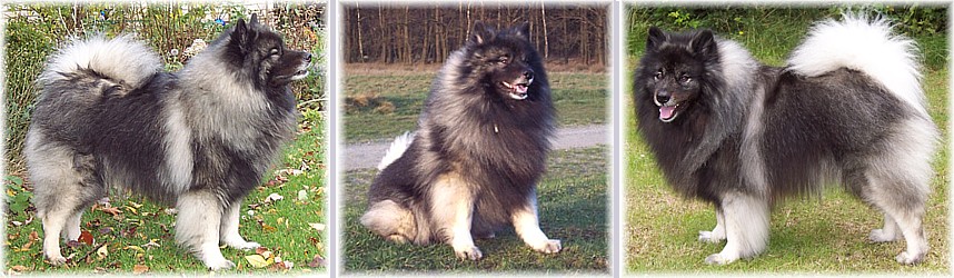 >>Carlos Santana vom Kreigenfeld<<