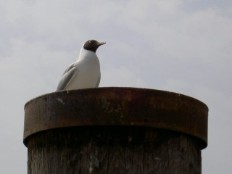 Bild vergrern