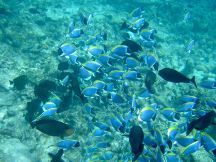 Veligandu Island