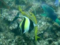 Veligandu Island