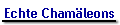 Echte Cham�leons
