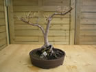 Japanese maple (acer palmatum)