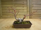 Japanese maple (acer japonicum aureum)