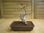 Trident maple (acer buergerianum)